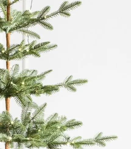 Alpine Balsam Fir Trees