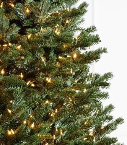Fraser Fir Trees